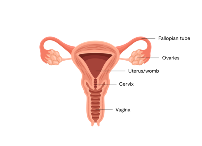 anatomy of the vagina