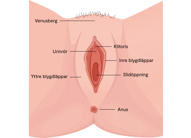 Underlivets yttre delar vulva