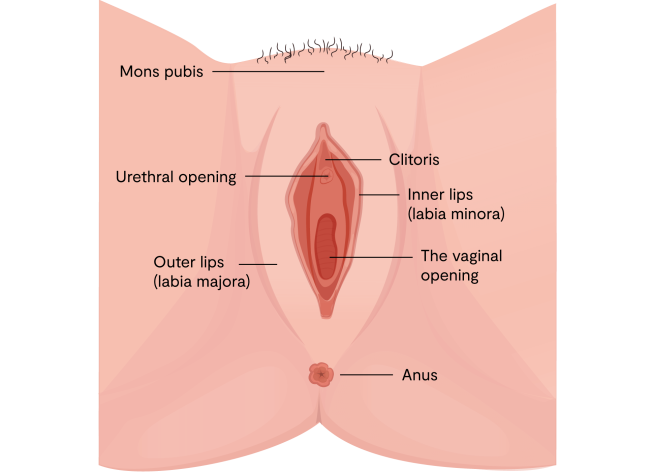the anatomy of the vulva